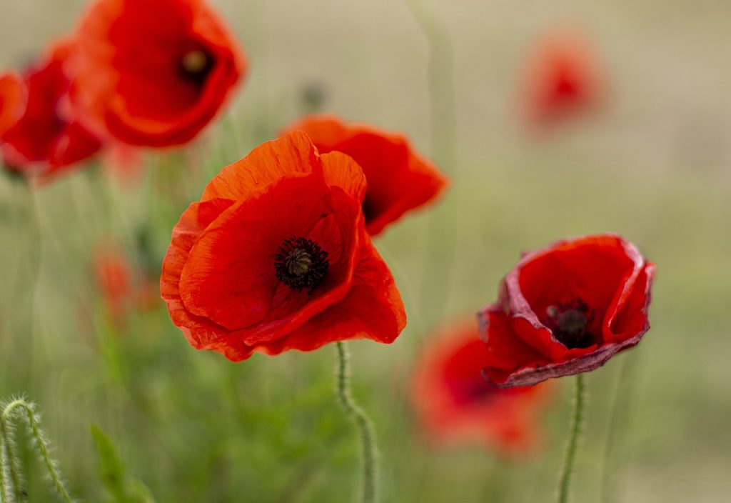 Sunbury Anzac Day.