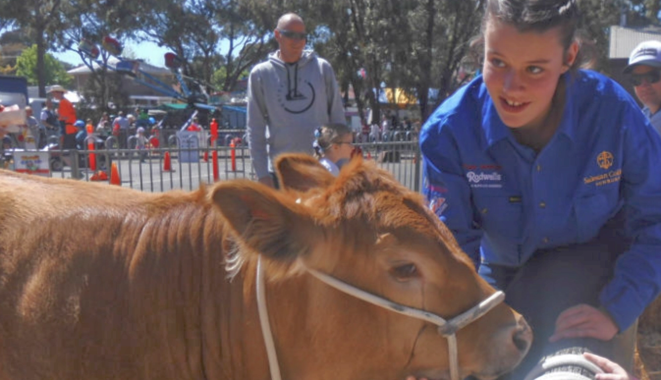 A cow in a pen with its owner at the Sunbury Show