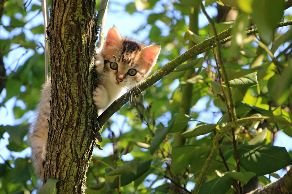 pussy cat in a tree.