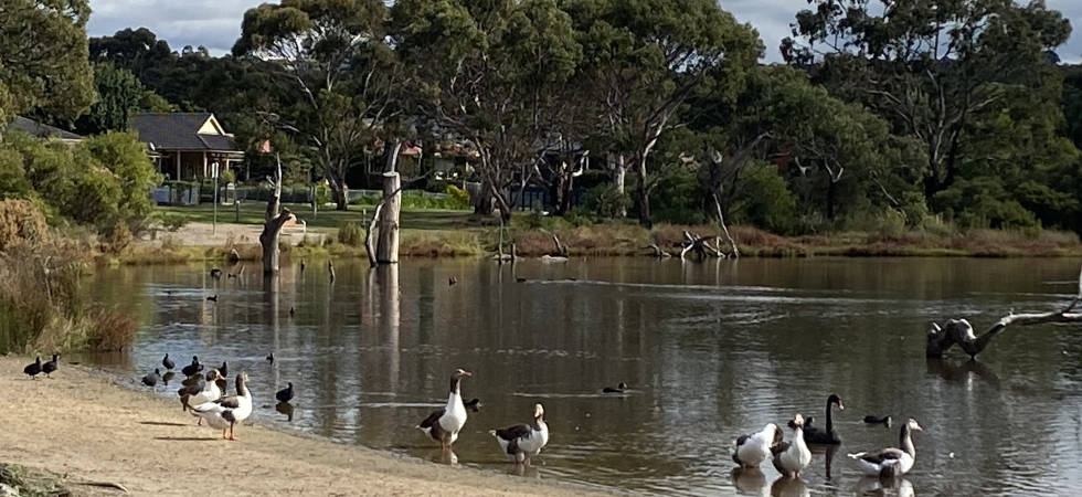 Swans at Spavin lake.