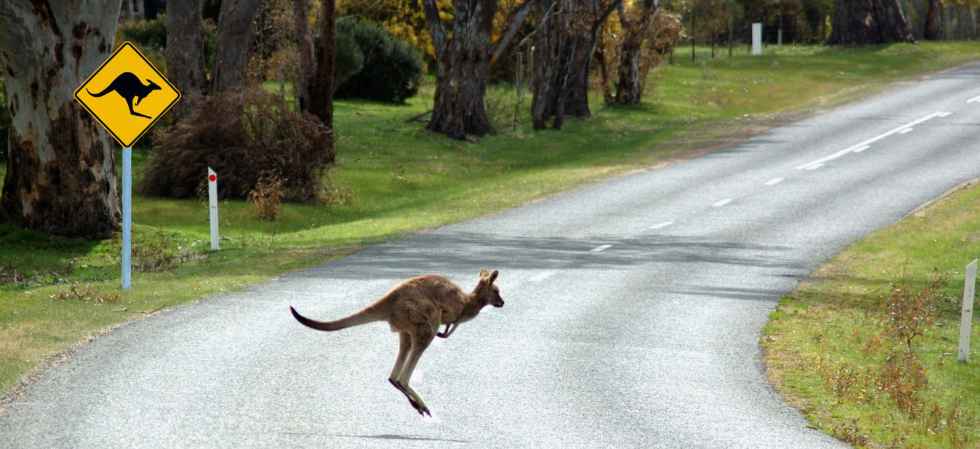 Kangaroo hopping across a rural road.