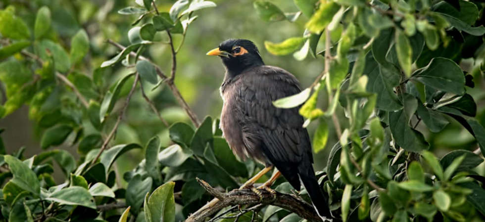 Common Myna bird