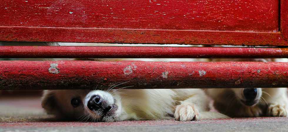 Barking dog.