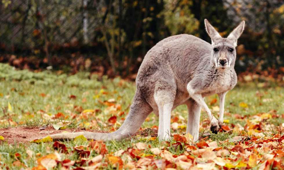 Kangaroo unsplash