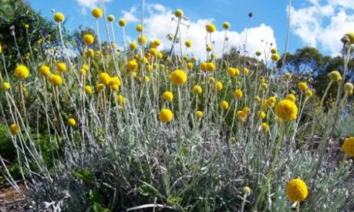 golden Billy Buttons